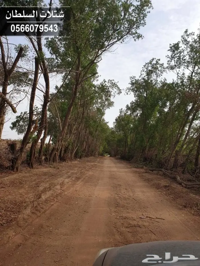 شتلات السلطان الزراعية  .. 0566079543 19