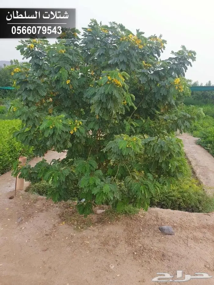 شتلات السلطان الزراعية  .. 0566079543 40