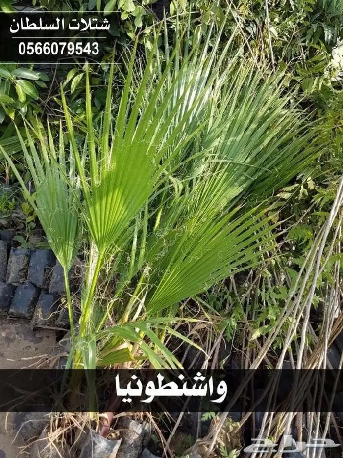 شتلات السلطان الزراعية  .. 0566079543 48