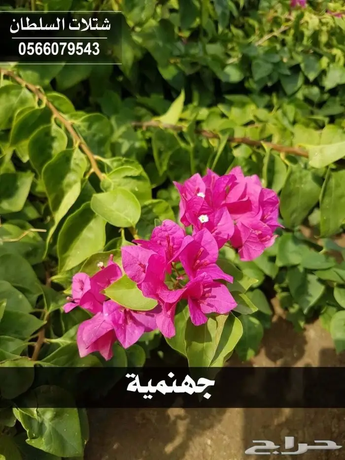 شتلات السلطان الزراعية  .. 0566079543 79