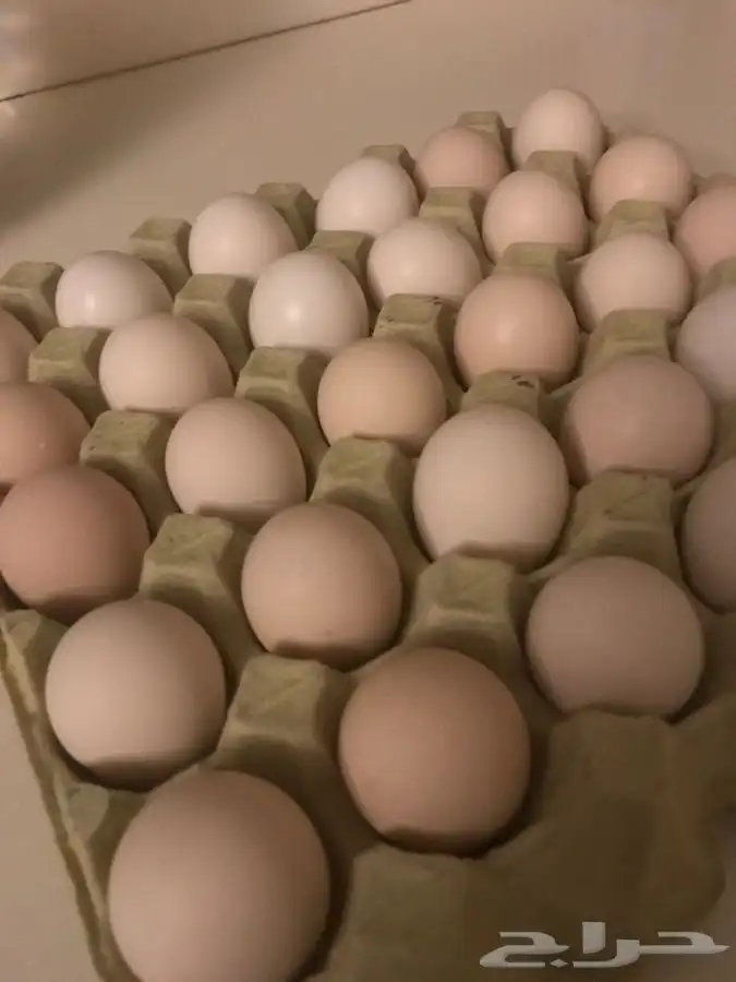 بيض دجاج فقاصات تخصيب عالي صيصان حسب الطلب للبيع 1