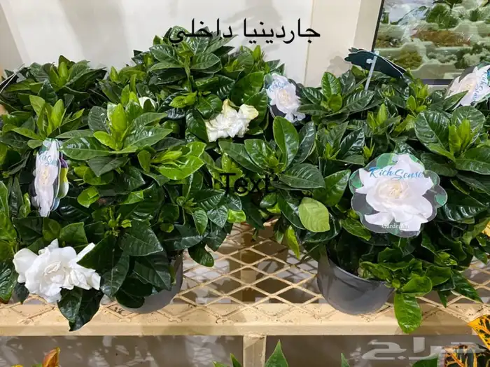 اشجار داخلية للبيع 16