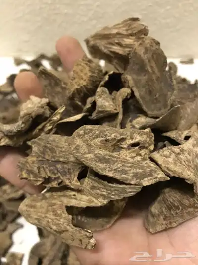 عود طبيعي بورمي فاخر مليء بالدهن 1