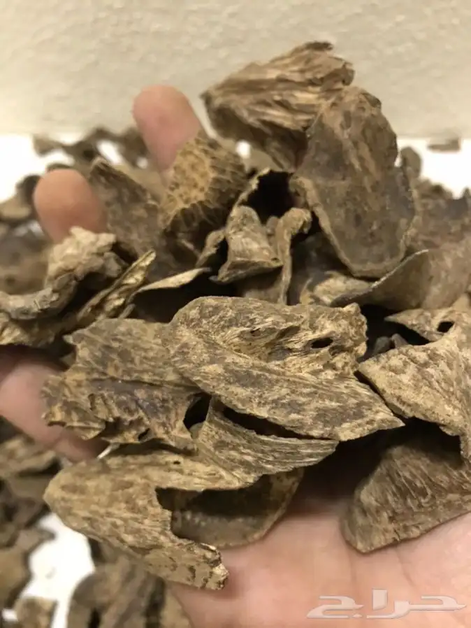 عود طبيعي بورمي فاخر مليء بالدهن 1