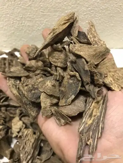 عود طبيعي بورمي فاخر مليء بالدهن 5