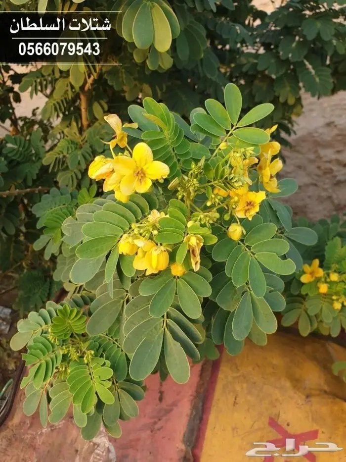 عرض شتلات بريال ونصف (جمله) عبدالعزيز السلطان 10