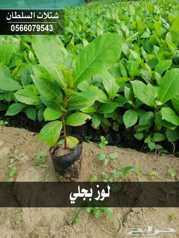 عرض شتلات بريال ونصف (جمله) عبدالعزيز السلطان 63