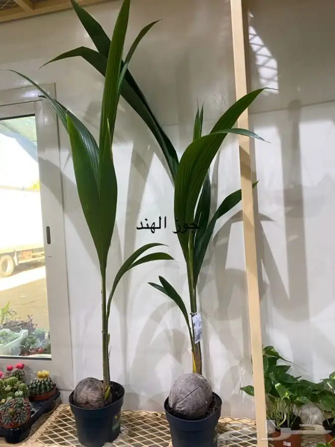 اشجار داخلية للبيع 44