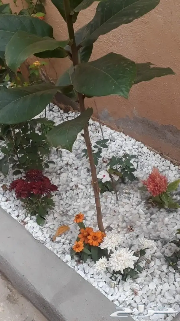 رمل خرسانه عادي  بحص  خرسان ابيض احجار زينه  6