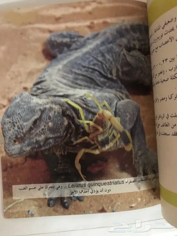 كتاب العقارب في المملكة العربية السعودية 4
