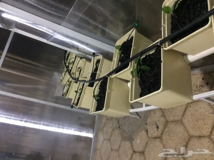 بيوت محمية زراعة مائية 6