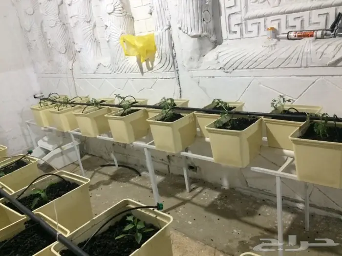 بيوت محمية زراعة مائية 7