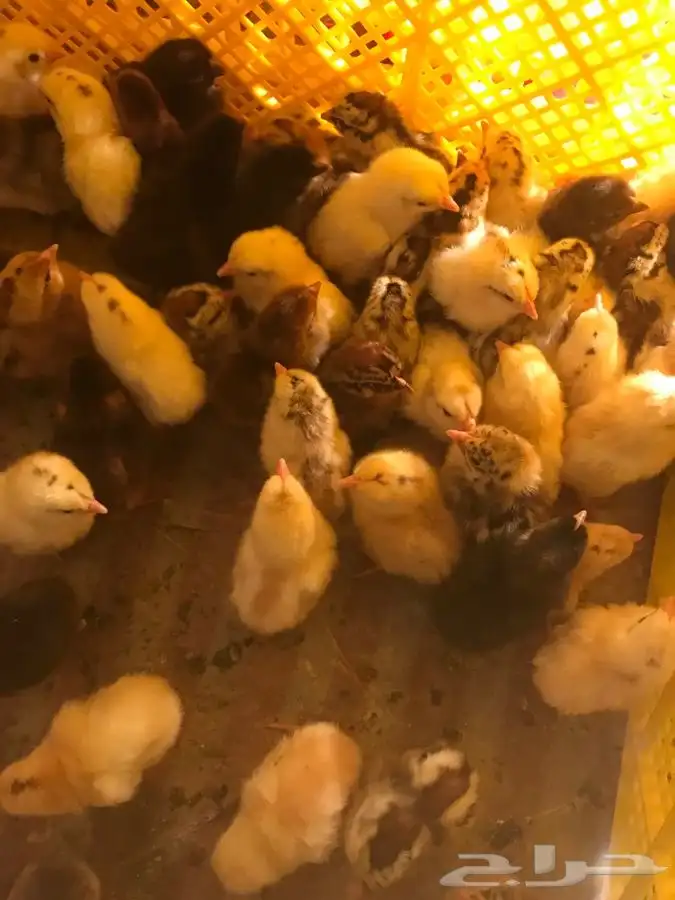 بيض دجاج فقاصات تخصيب عالي صيصان حسب الطلب للبيع 2