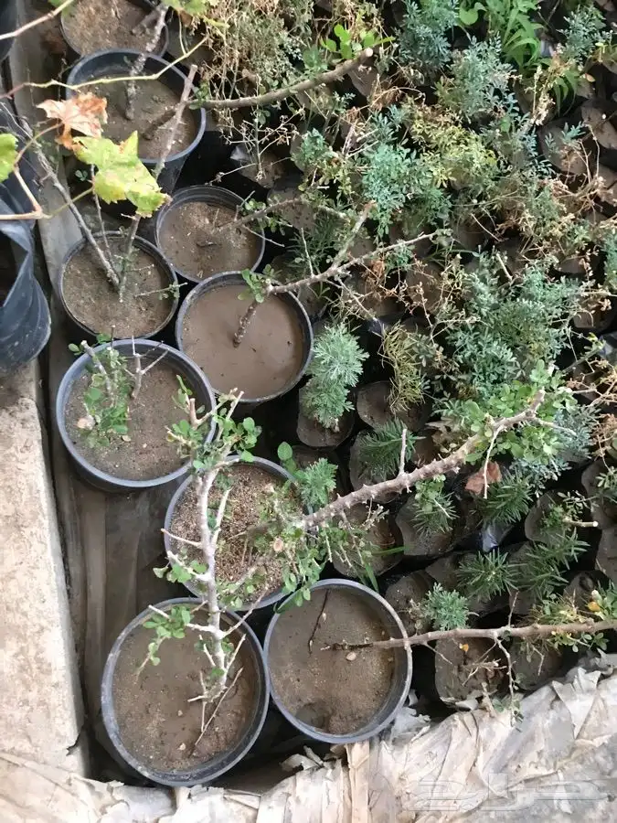 شتلات بيشم وبشام 1