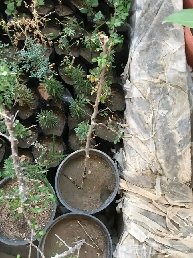 شتلات بيشم وبشام 0