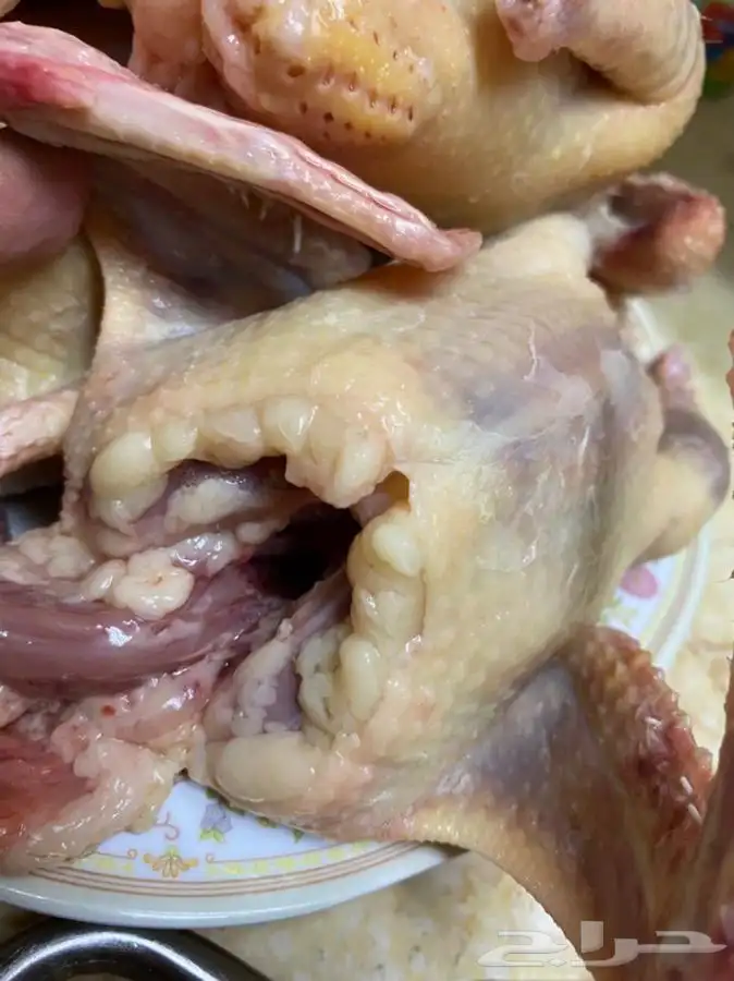 زغاليل لاحم فرنسي وزاجل بالخرج 8