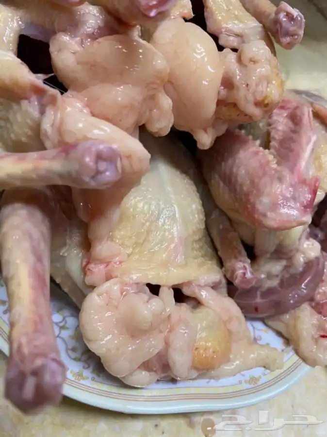 زغاليل لاحم فرنسي وزاجل بالخرج 6