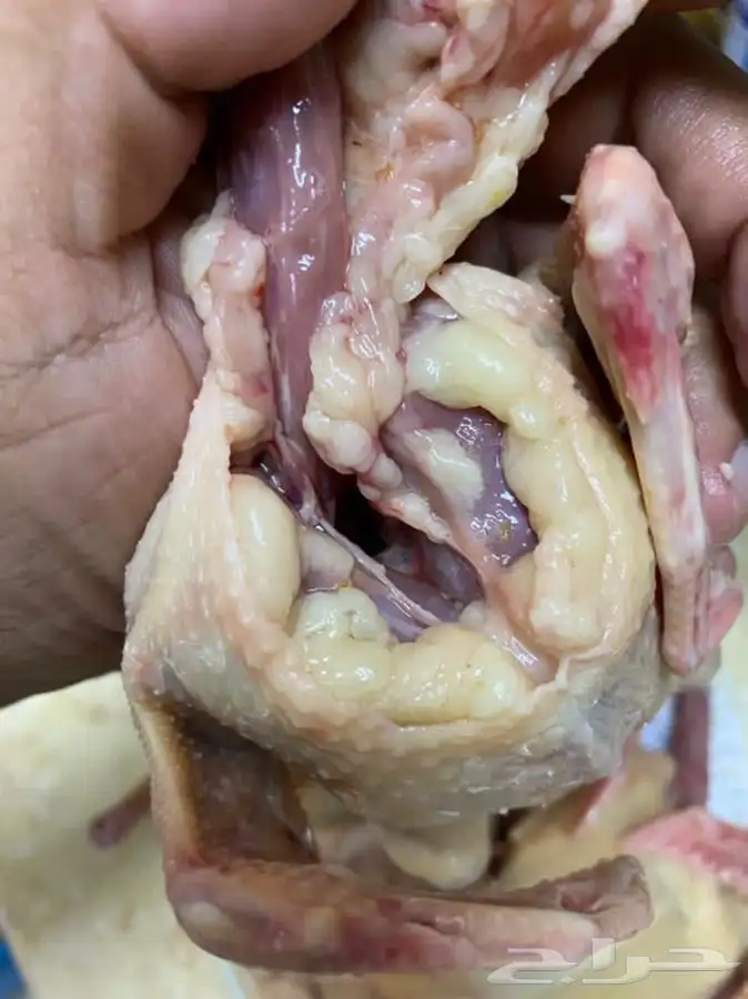 زغاليل لاحم فرنسي وزاجل بالخرج 7