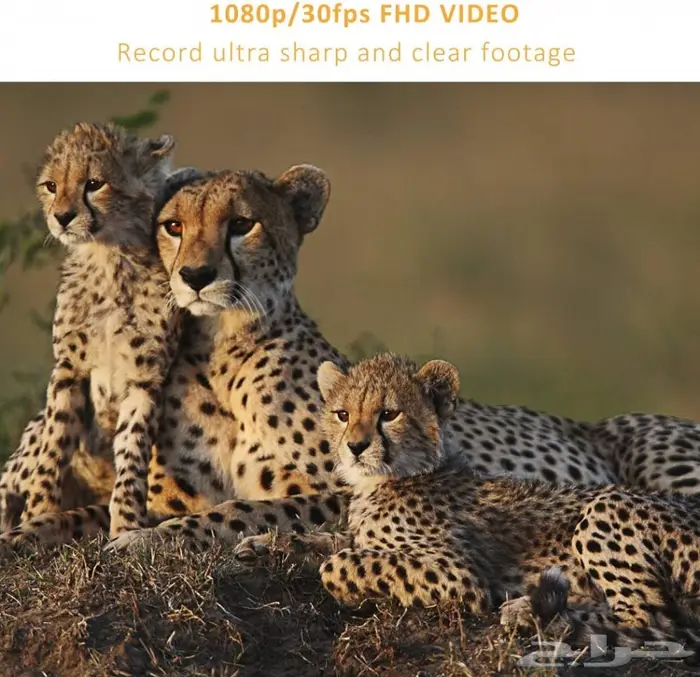 راعي بر وهاوي اكتشاف عيونك التي لاتنام 2