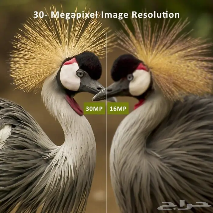 راعي بر وهاوي اكتشاف عيونك التي لاتنام 1