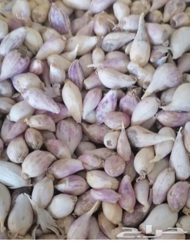 الباحه العقيق ثوم ذكر للبيع 4