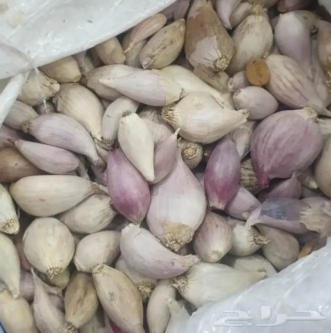 الباحه العقيق ثوم ذكر للبيع 5