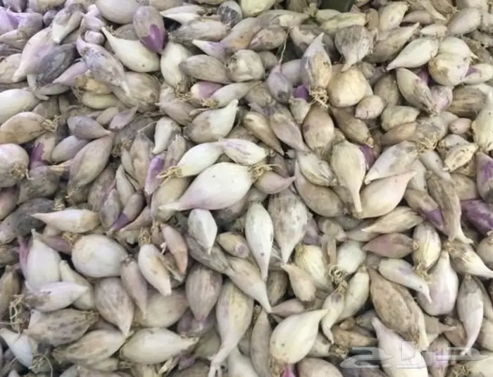 الباحه العقيق ثوم ذكر للبيع 6