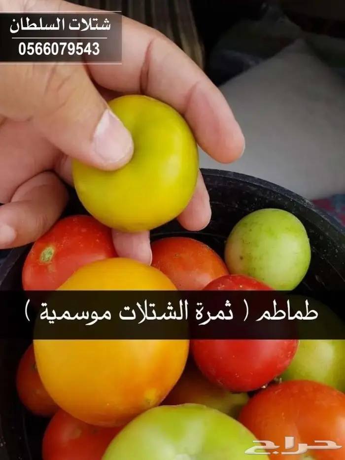 شتلات السلطان .. 0566079543 51