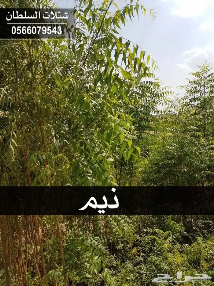 شتلات السلطان .. 0566079543 70