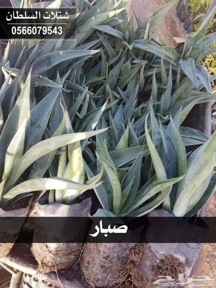 شتلات السلطان .. 0566079543 77