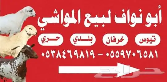 تيوس _خرفان _حري _بلدي للبيع الموقع العارضه 0