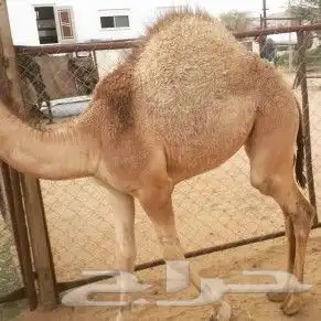 ملحمةحاشي السفرة خميس مشيط 3