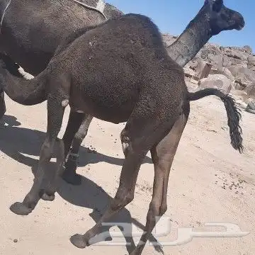 ملحمةحاشي السفرة خميس مشيط 2