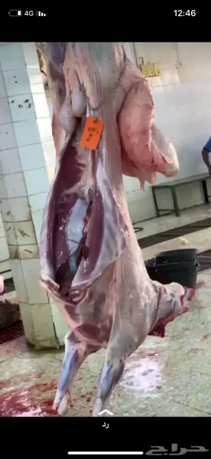 هرفي مع خدمه الذبح والتوصيل 2