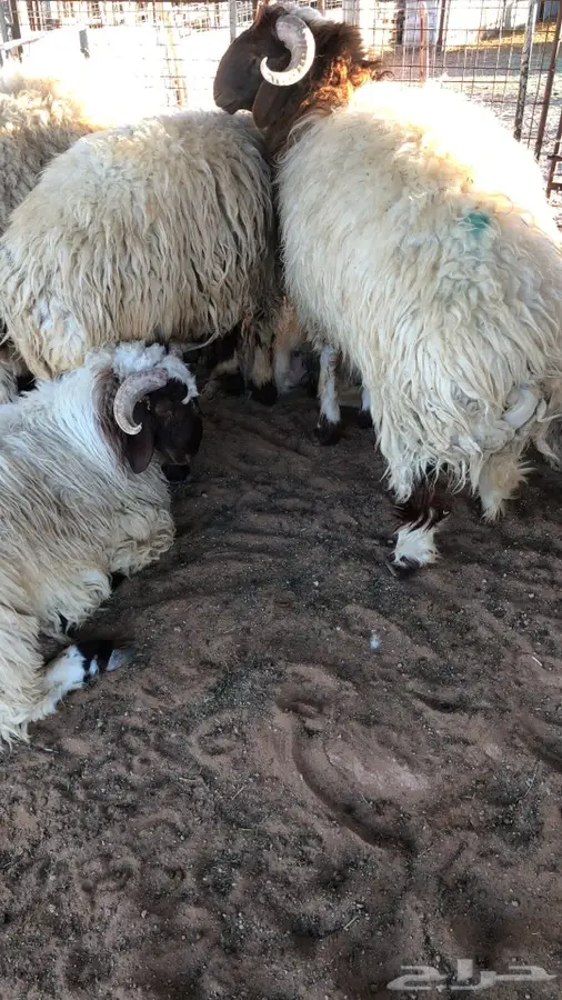 هرفي مع خدمه الذبح والتوصيل 1