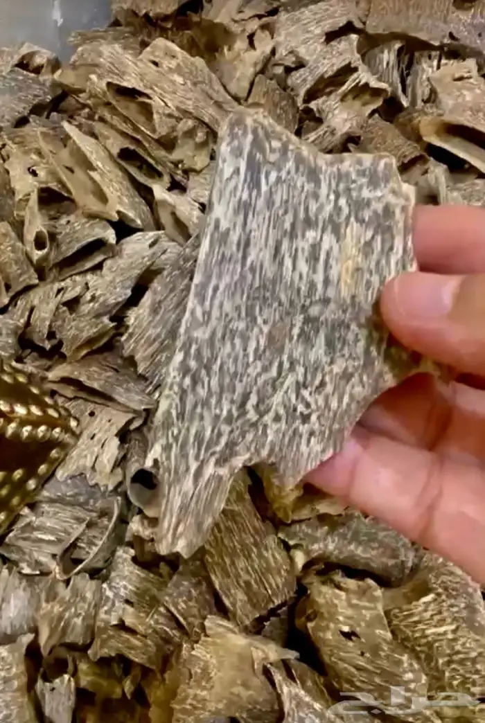 عود كمبودي قواقع بسعر الجملة فرصة لاتفوت .. 5