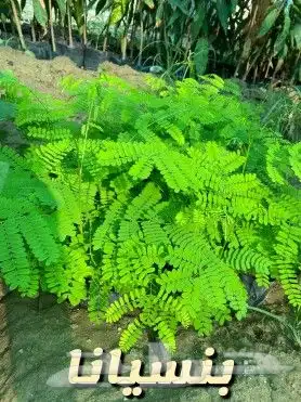مشتل السراج بمحافظة أضم  14