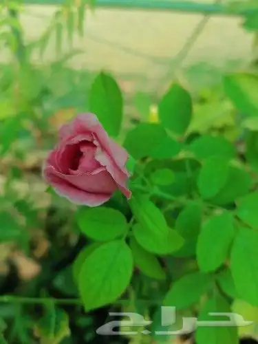 مشتل السراج بمحافظة أضم  13