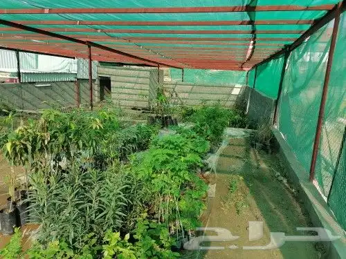 مشتل السراج بمحافظة أضم  11