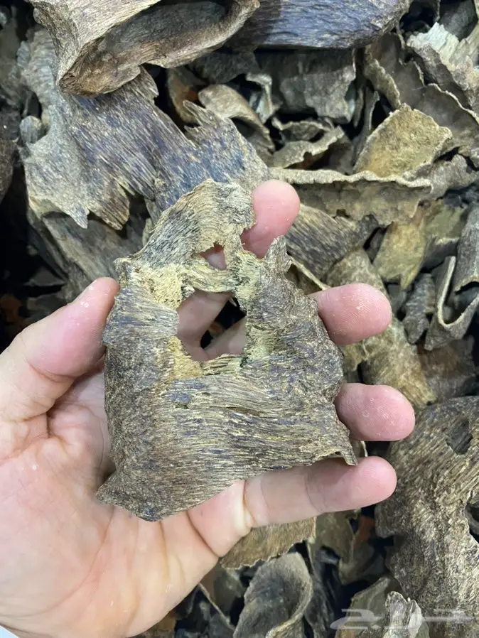 عود لاوسي طبيعي دبل سوبروعودماليزي تايجر 1