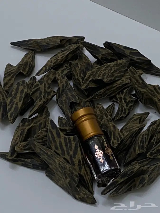 عود لاوسي طبيعي دبل سوبروعودماليزي تايجر 5