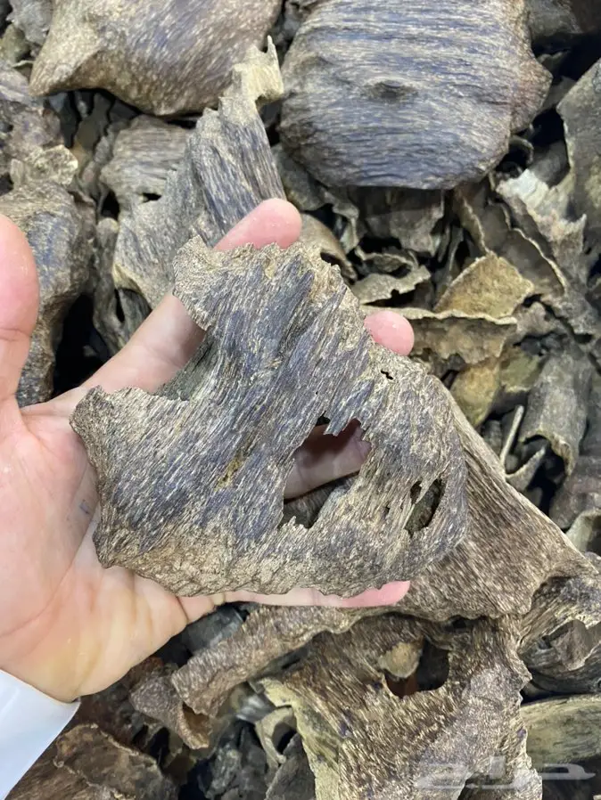 عود لاوسي طبيعي دبل سوبروعودماليزي تايجر 2