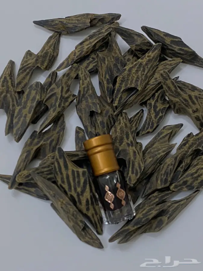 عود لاوسي طبيعي دبل سوبروعودماليزي تايجر 6