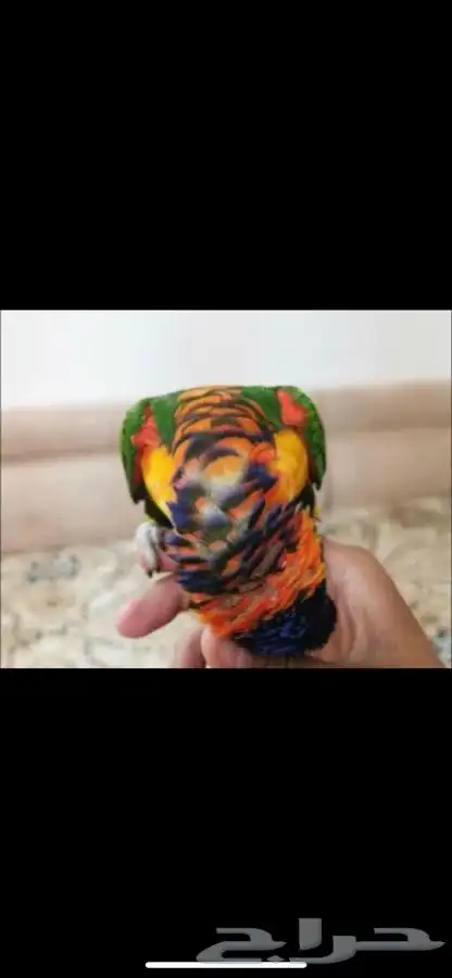 مروض طيور ببغاء بي ارخص الاسعار -مكه-جده-ادخل اقرا 0