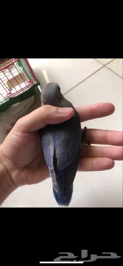 مروض طيور ببغاء بي ارخص الاسعار -مكه-جده-ادخل اقرا 4