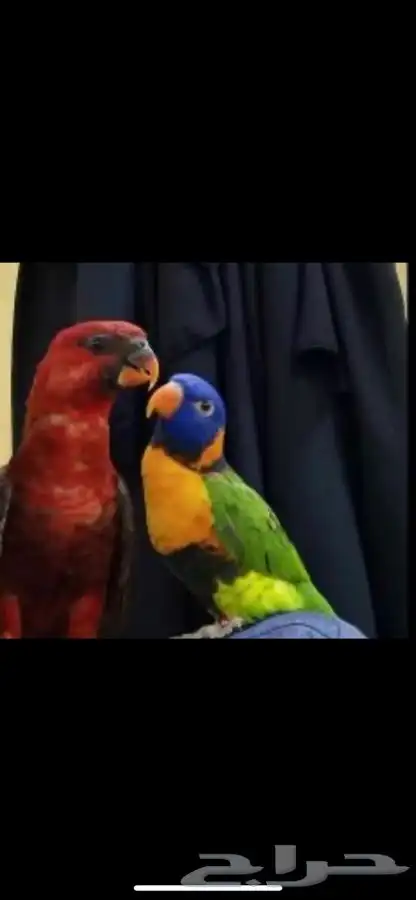 مروض طيور ببغاء بي ارخص الاسعار -مكه-جده-ادخل اقرا 2