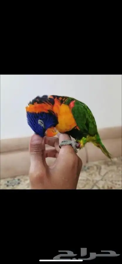 مروض طيور ببغاء بي ارخص الاسعار -مكه-جده-ادخل اقرا 1