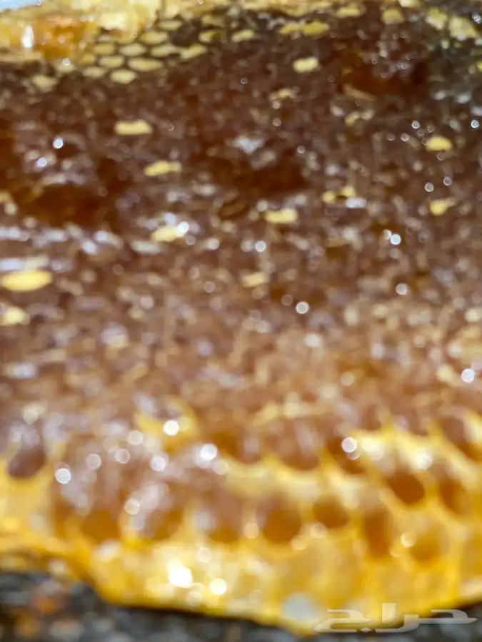 عسل سمر طلح مع سدر شمع وصافي 1