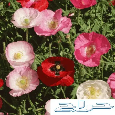 بذور نبات الديدحان اجمل واكبر الزهور البريه 12