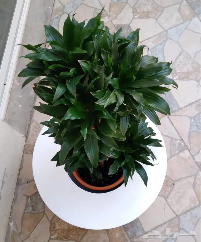 شلالات نوافير احواض زراعه 6